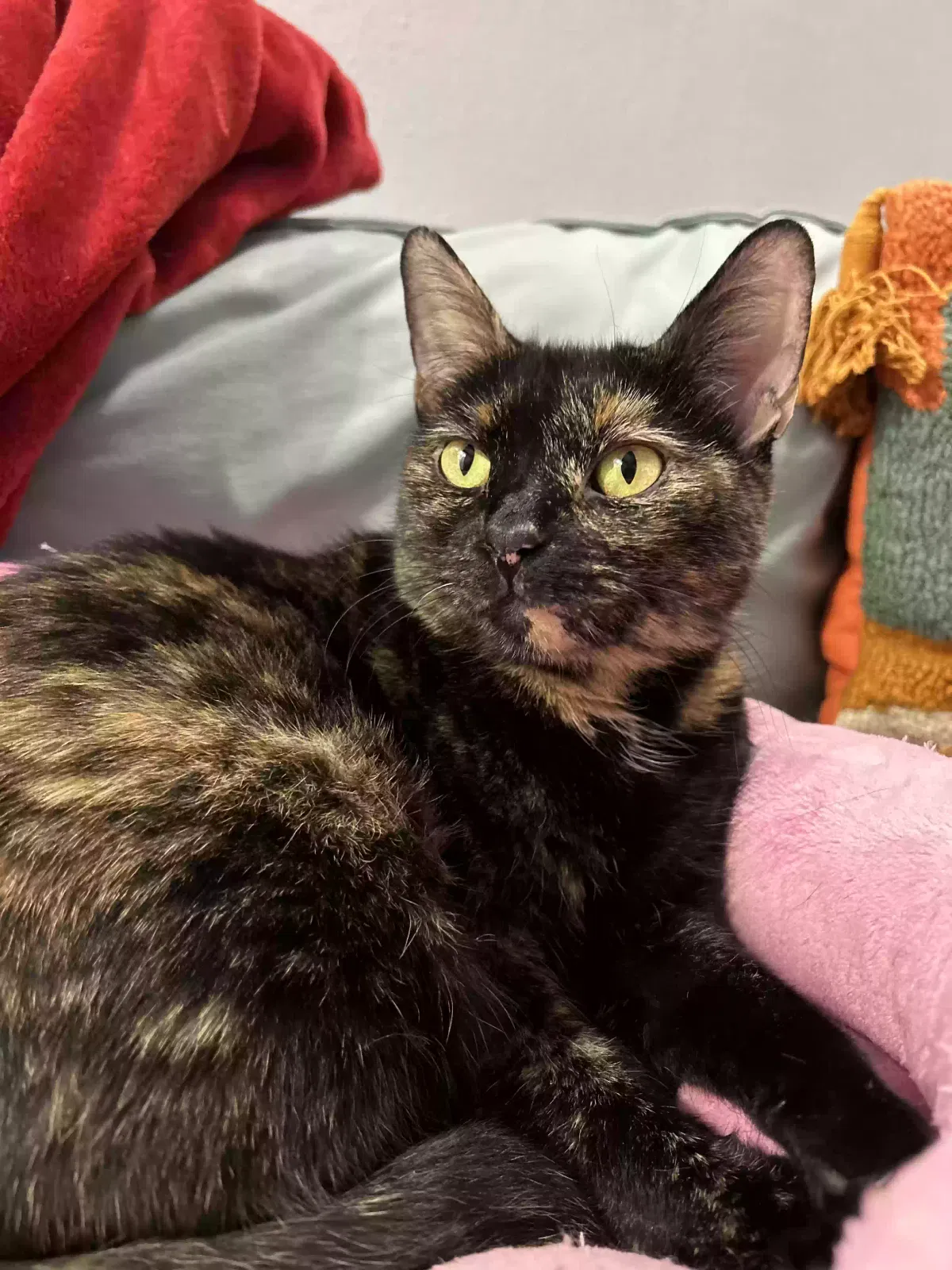 Lost cat in Brooklyn, NY, 11207