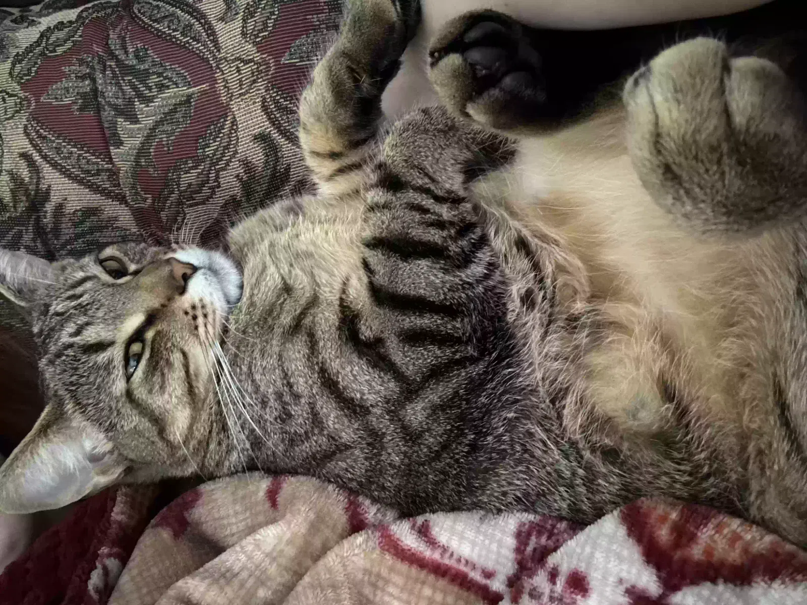Lost cat in Louisville, KY, 40228