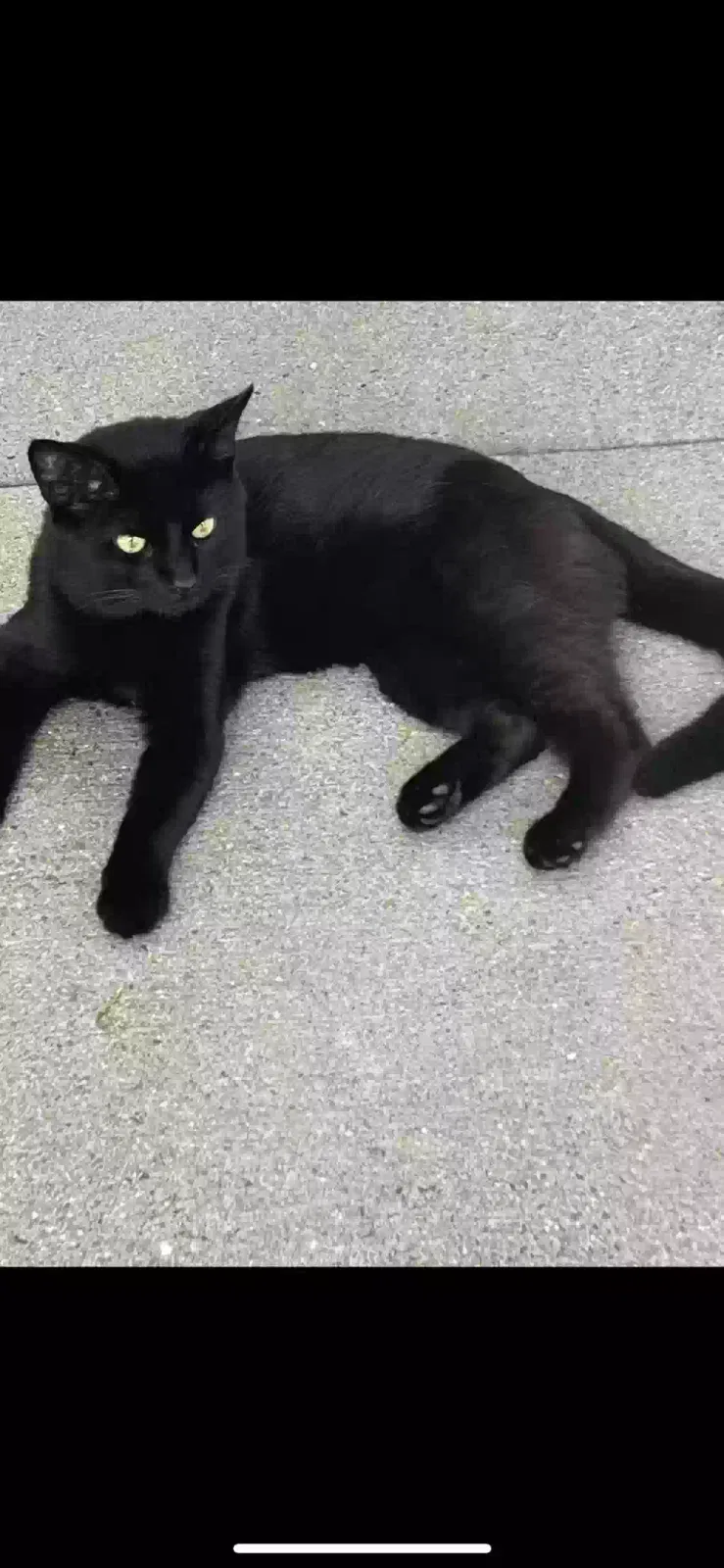 Lost cat in Saint Paul, MN, 55113