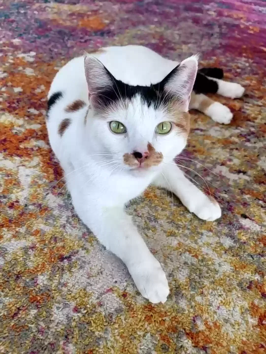 Lost cat in Elizabeth, CO, 80107