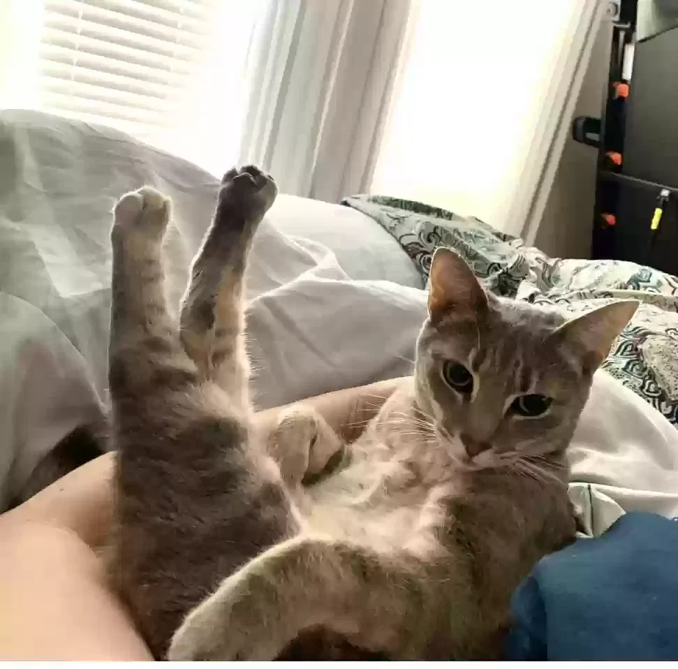 Lost cat in Portland, OR, 97266