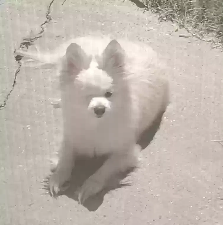 Lost dog in Haltom City, TX, 76117