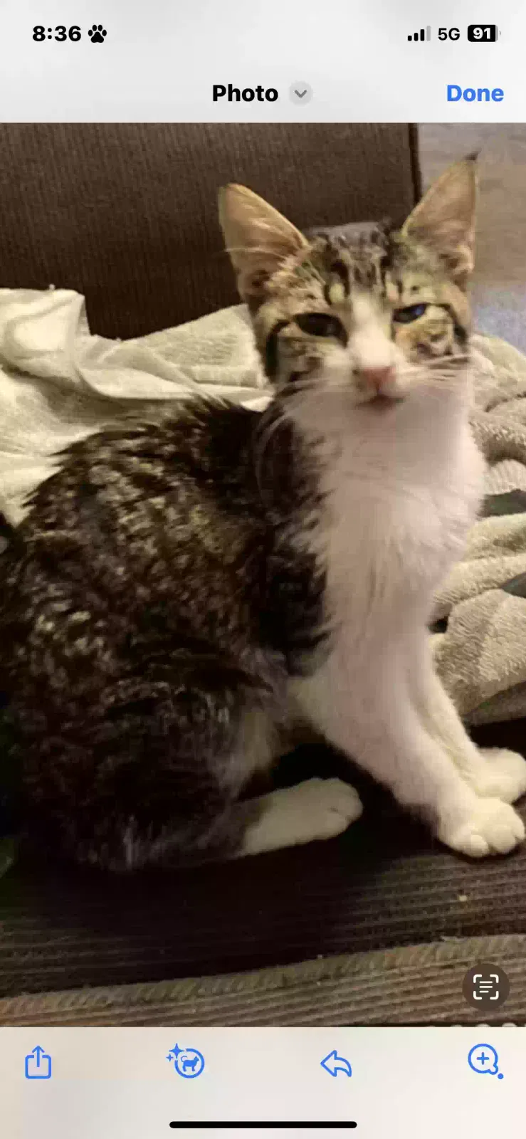 Lost cat in Adelanto, CA, 92301