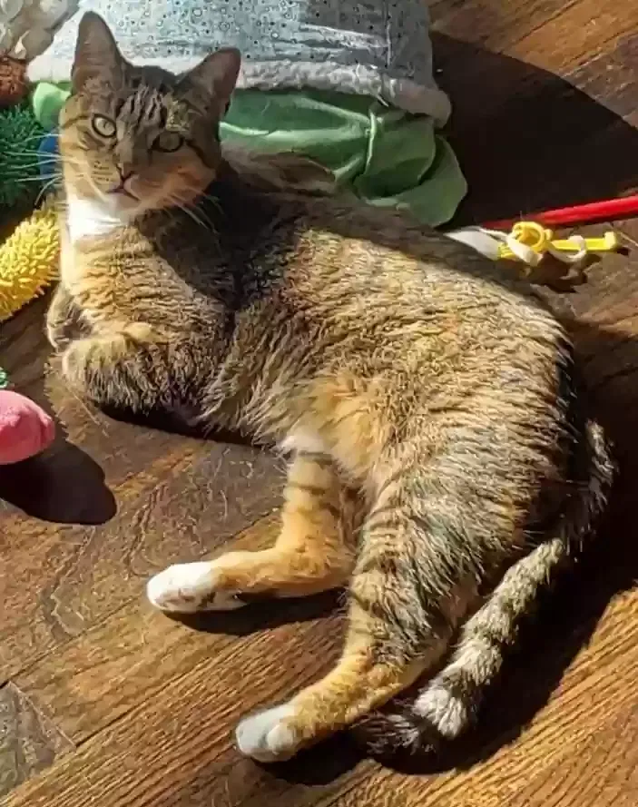 Lost cat in Detroit, MI, 48219
