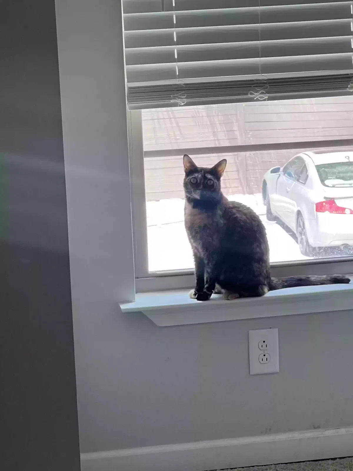 Lost cat in Birmingham, AL, 35216