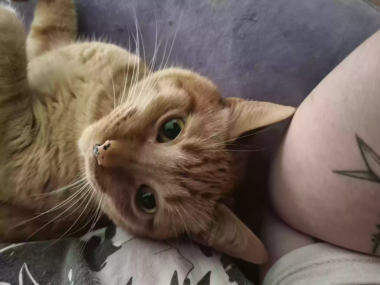 Lost cat in Warner Robins, GA, 31088