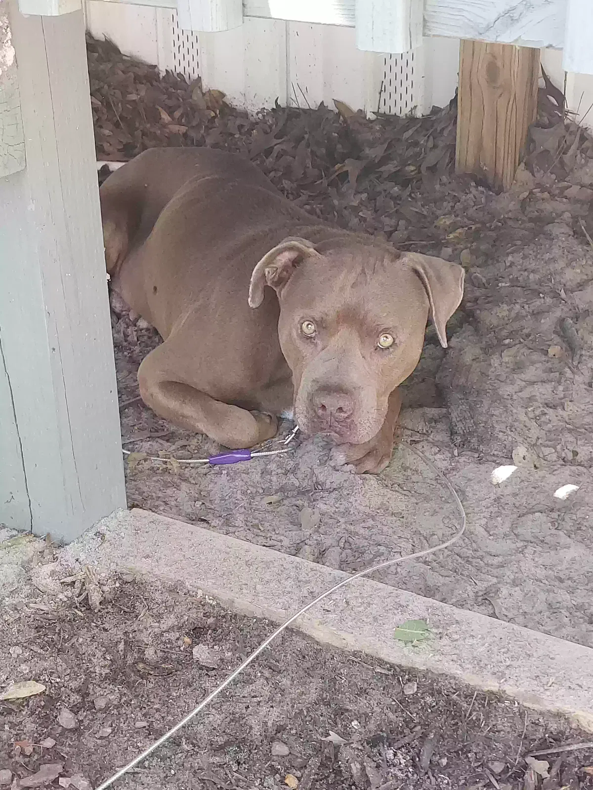 Found dog in Waynesboro, GA, 30830