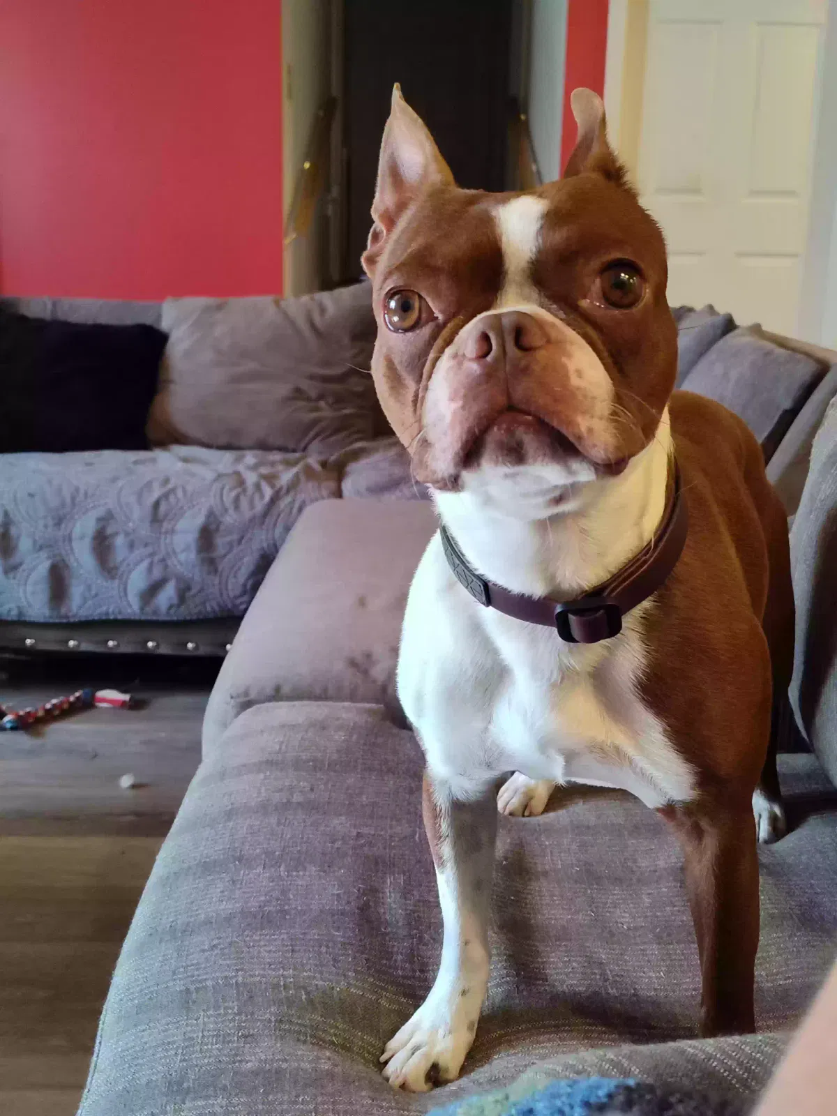 Lost dog in Spring City, TN, 37381