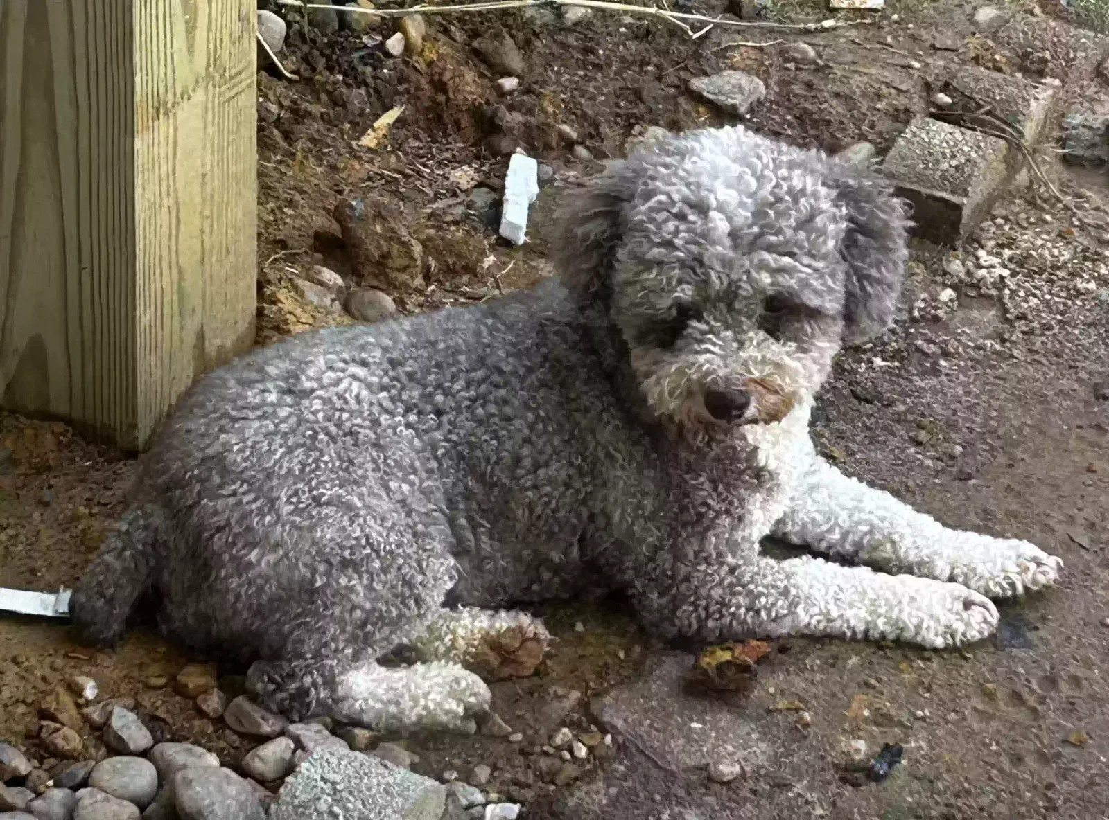 Lost dog in Woodbridge, VA, 22193