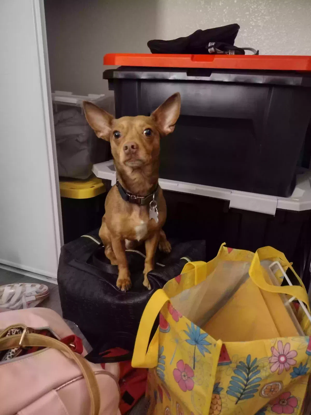 Lost dog in Henderson, NV, 89015