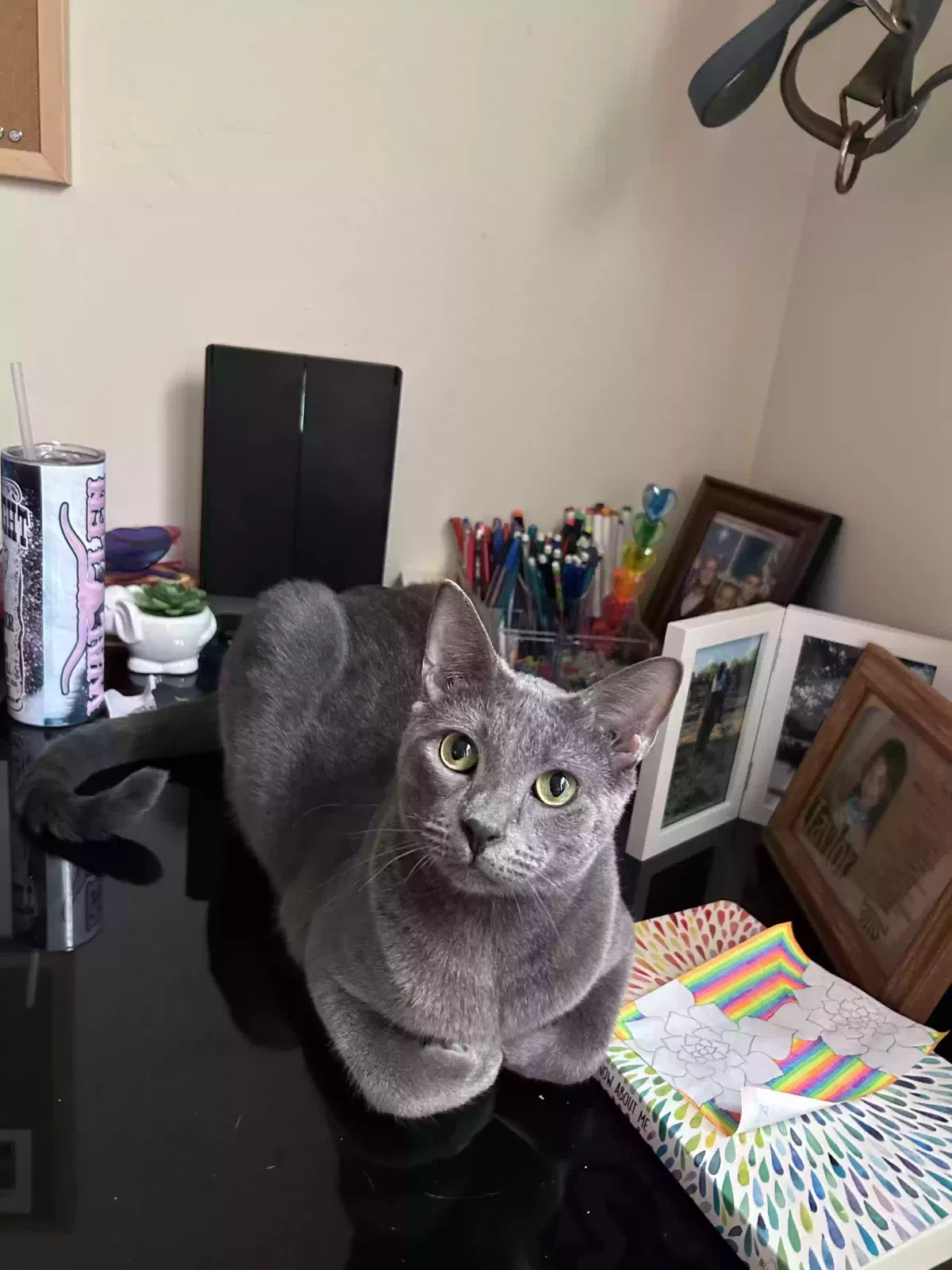 Lost cat in Youngstown, OH, 44515