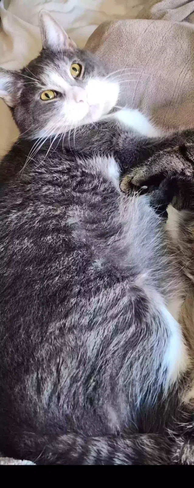 Lost cat in Buffalo, NY, 14214