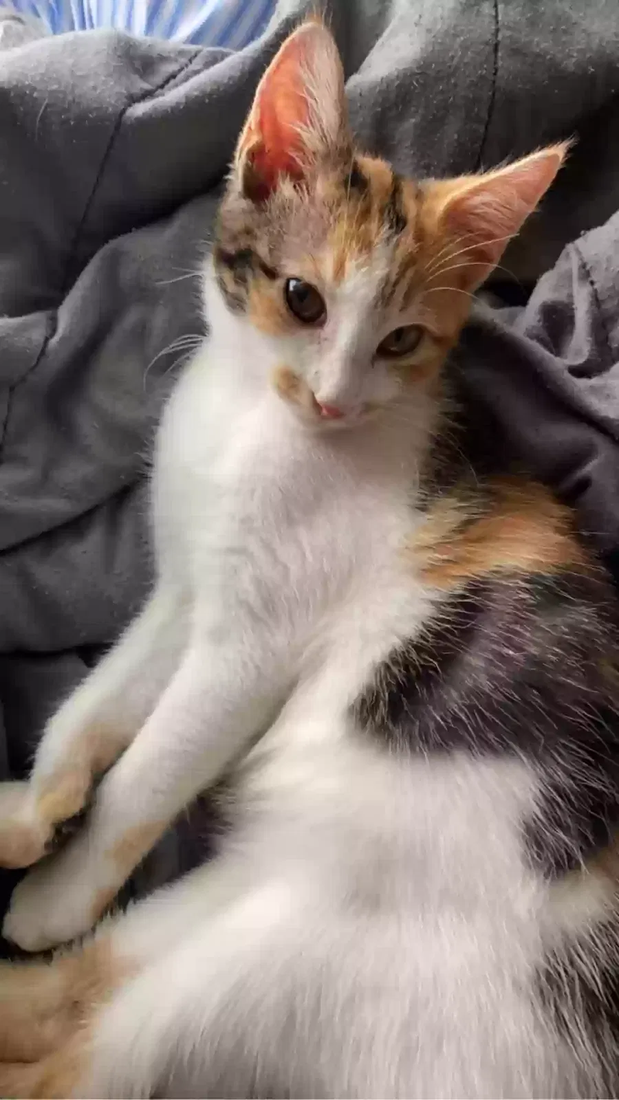 Lost cat in Lexington, SC, 29072