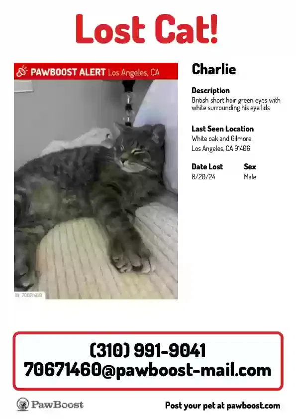 Lost cat in Van Nuys, CA, 91406