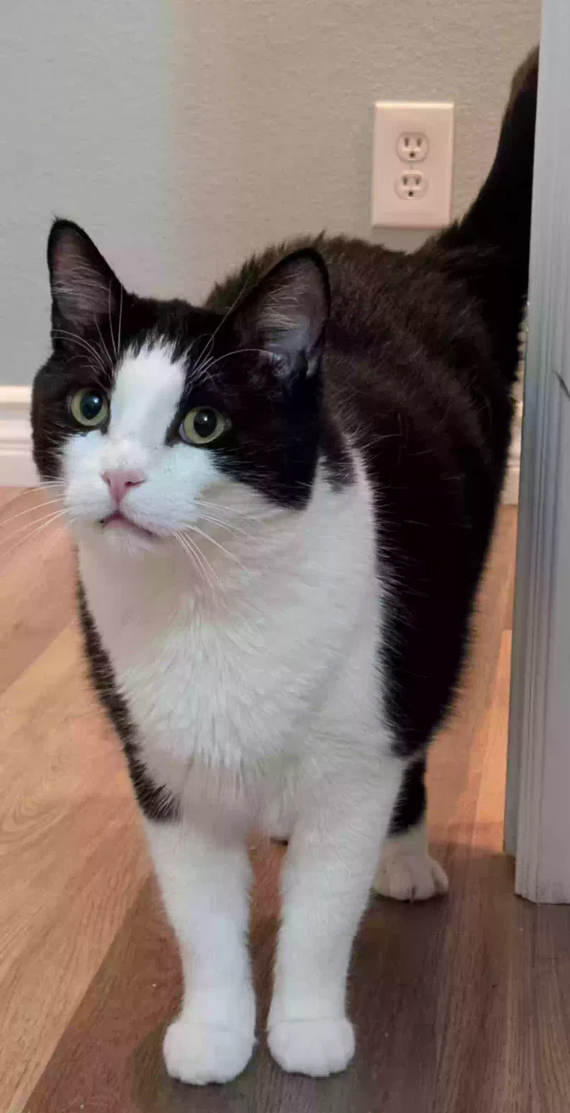 Lost cat in Santa Ana, CA, 92707