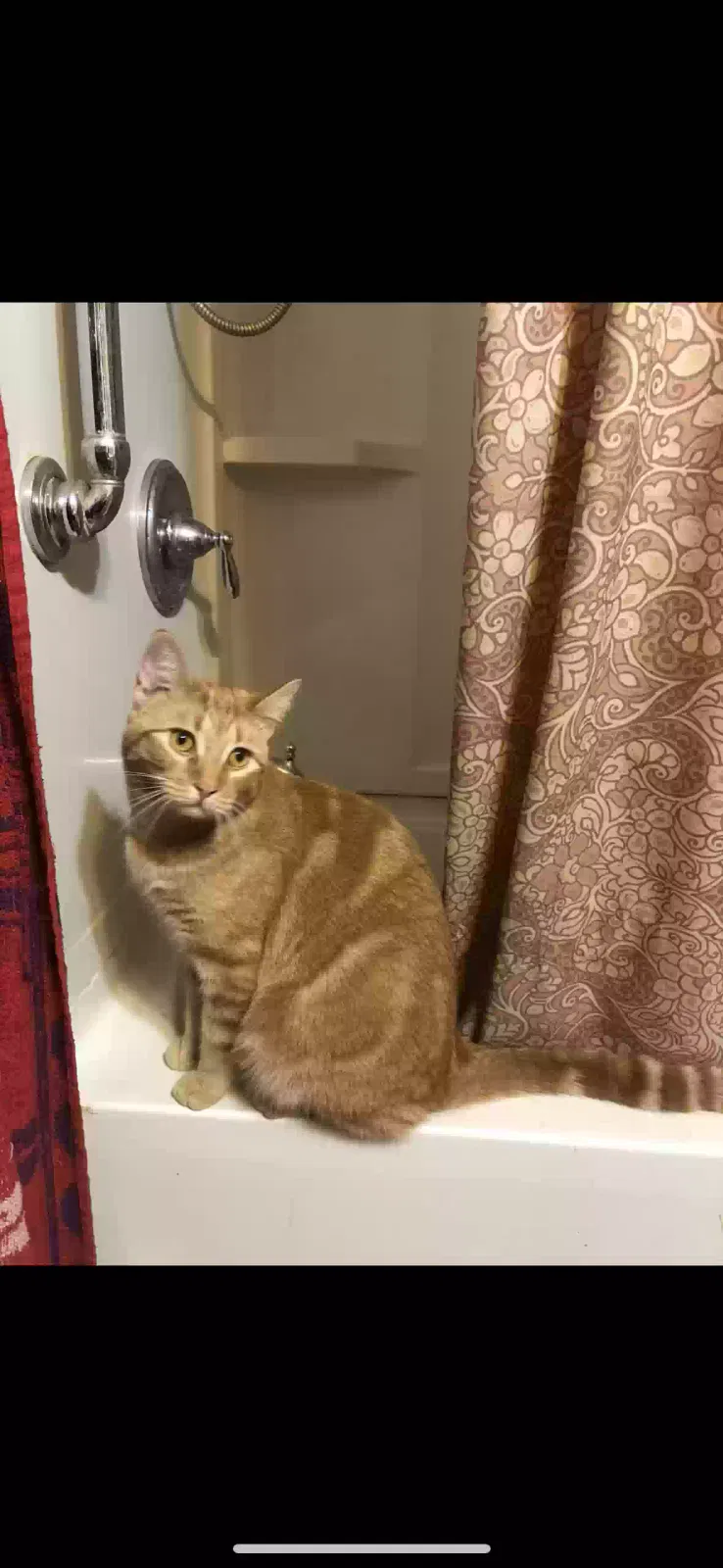 Lost cat in Liverpool, NY, 13090
