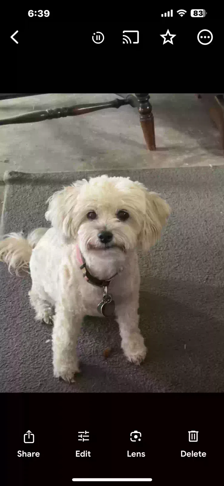 Lost dog in Houston, TX, 77040