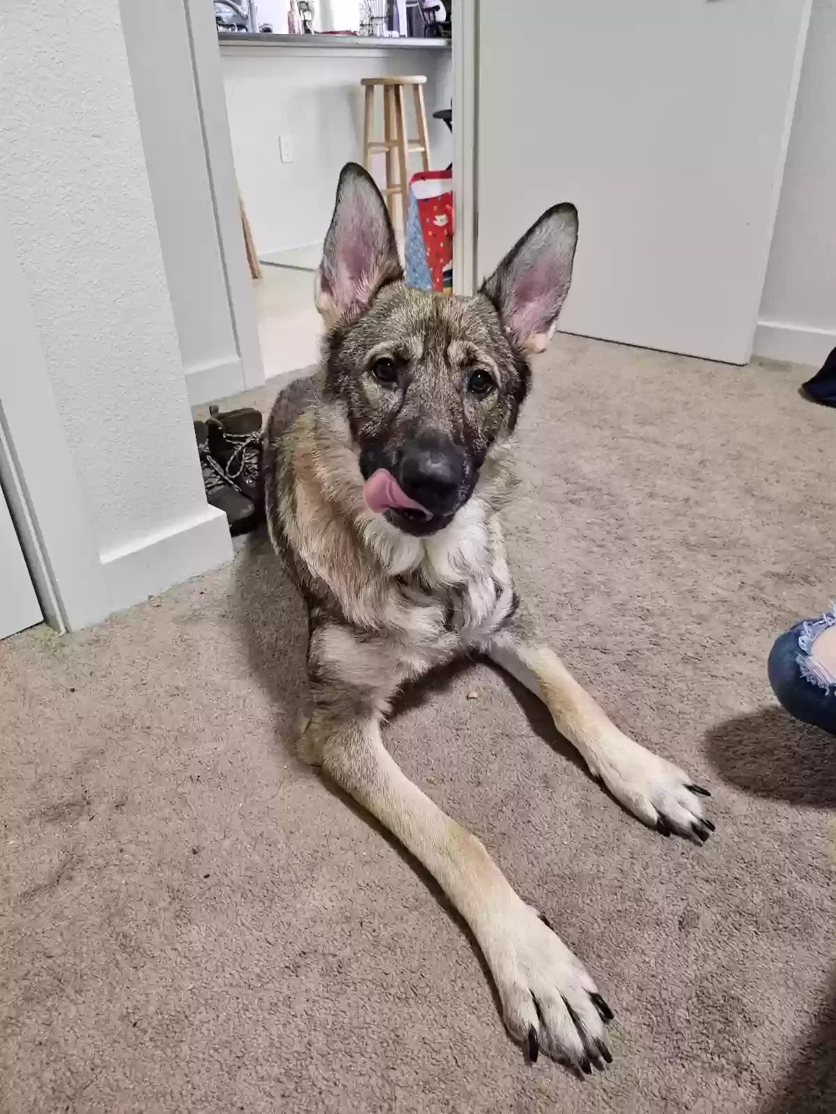 Lost dog in Lakewood, WA, 98498