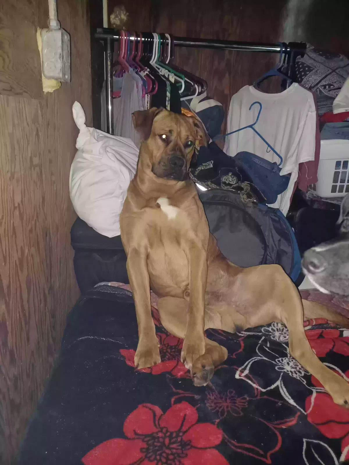 Lost dog in Lakeside, CA, 92040