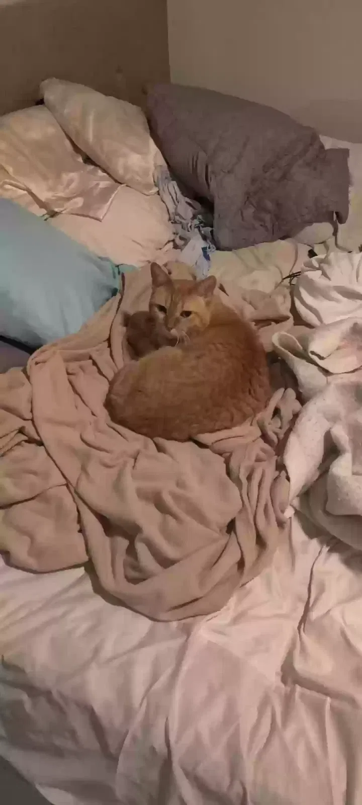 Lost cat in Mckinney, TX, 75070
