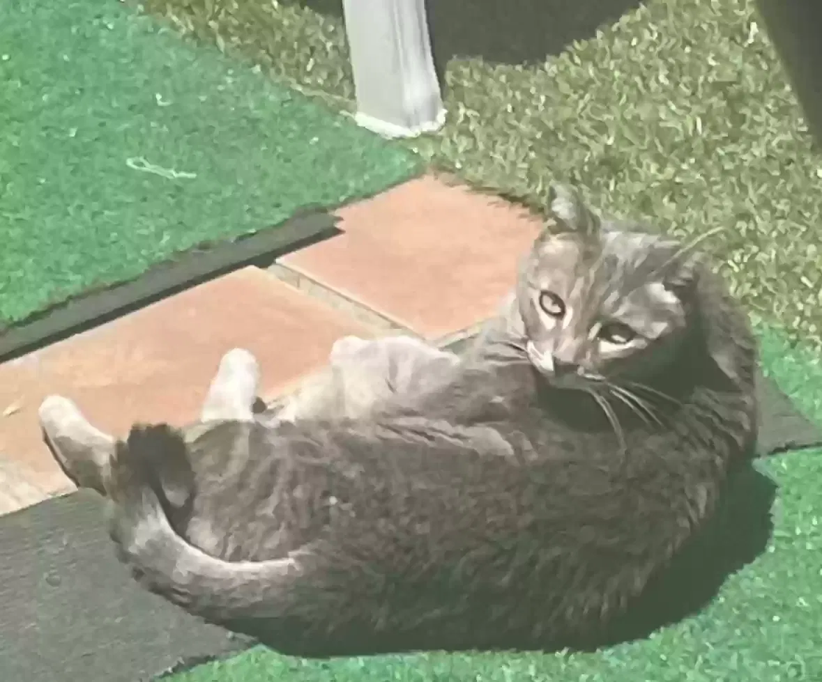Lost cat in Simi Valley, CA, 93065