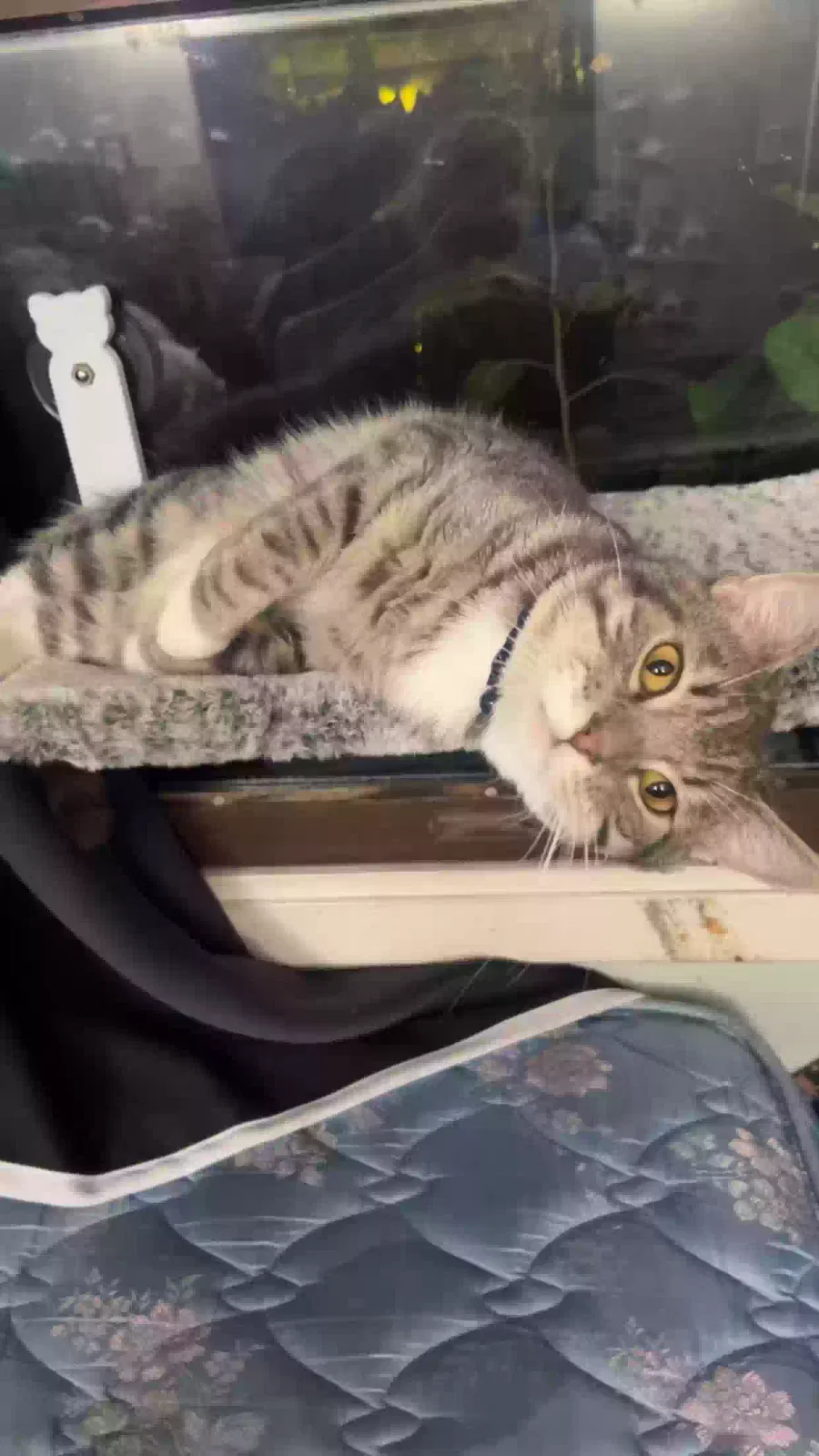 Lost cat in Cedar Rapids, IA, 52404