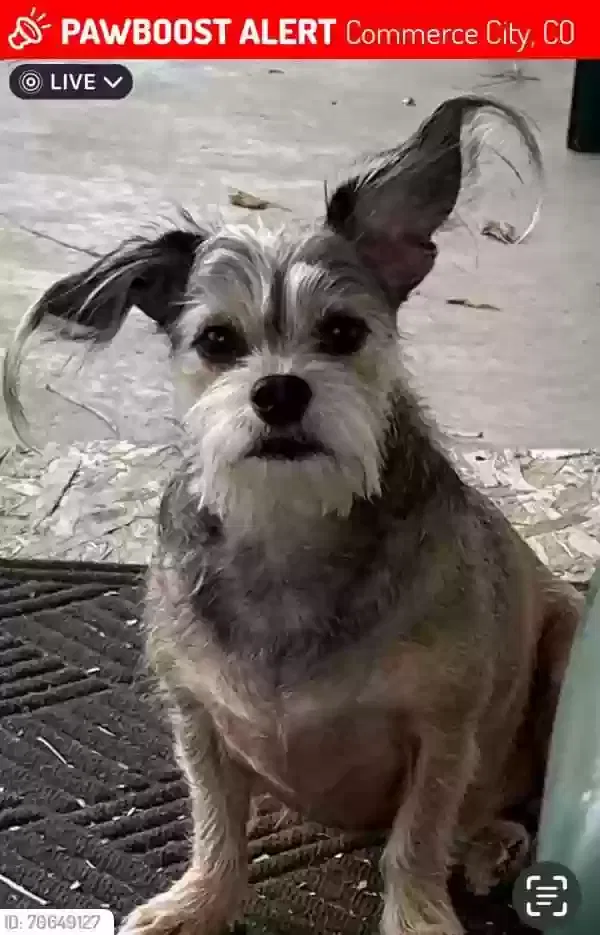Lost dog in Commerce City, CO, 80022