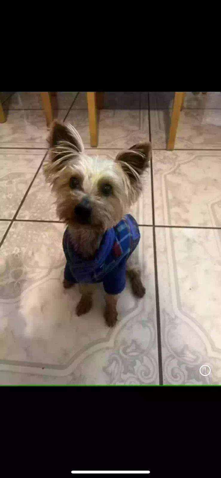 Lost dog in Los Angeles, CA, 90059