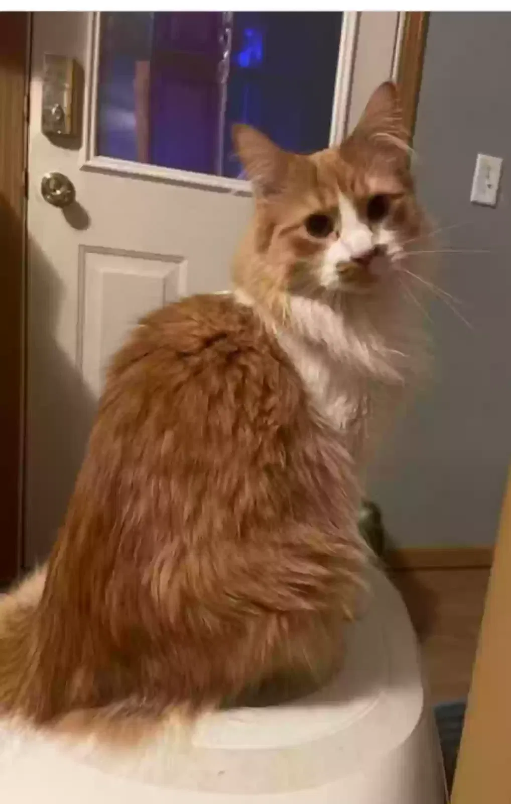 Lost cat in Council Bluffs, IA, 51501