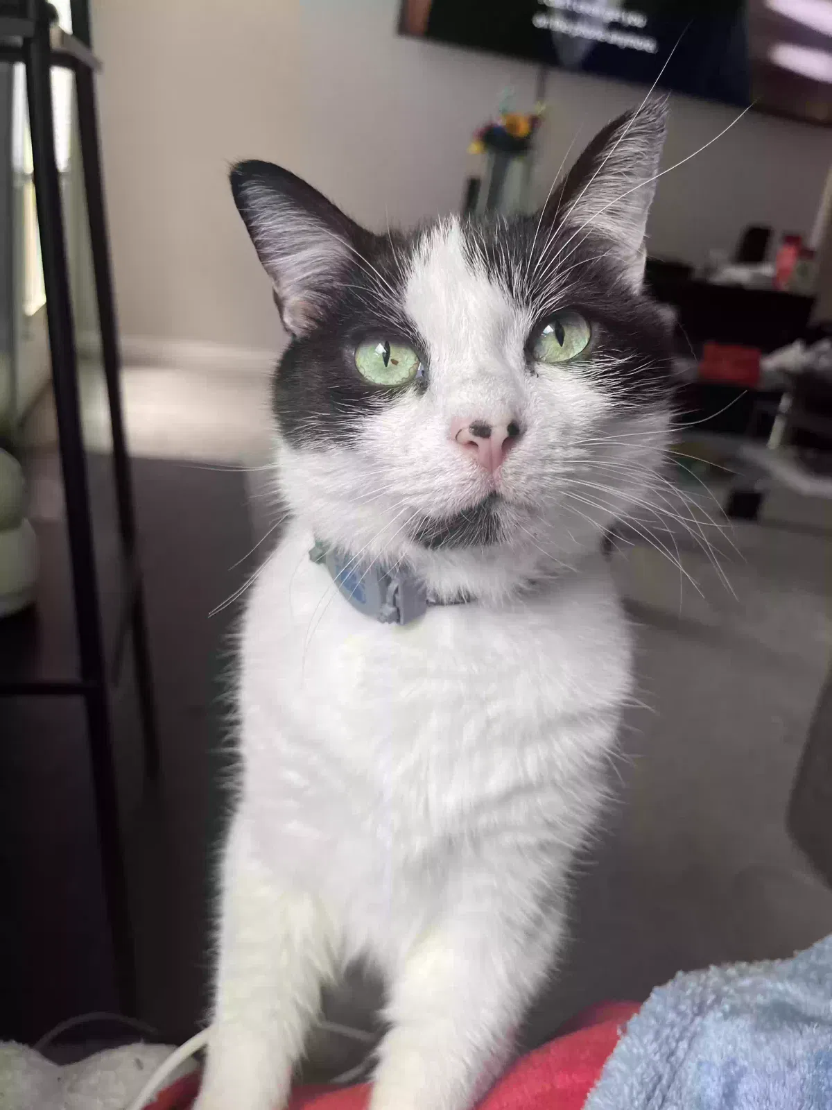 Lost cat in Raleigh, NC, 27610