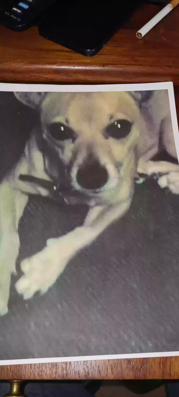 Lost dog in Citrus Heights, CA, 95610