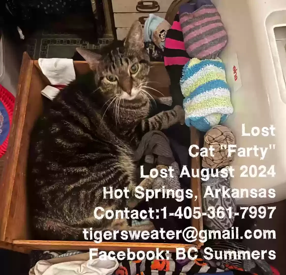 Lost cat in Hot Springs National Park, AR, 71901