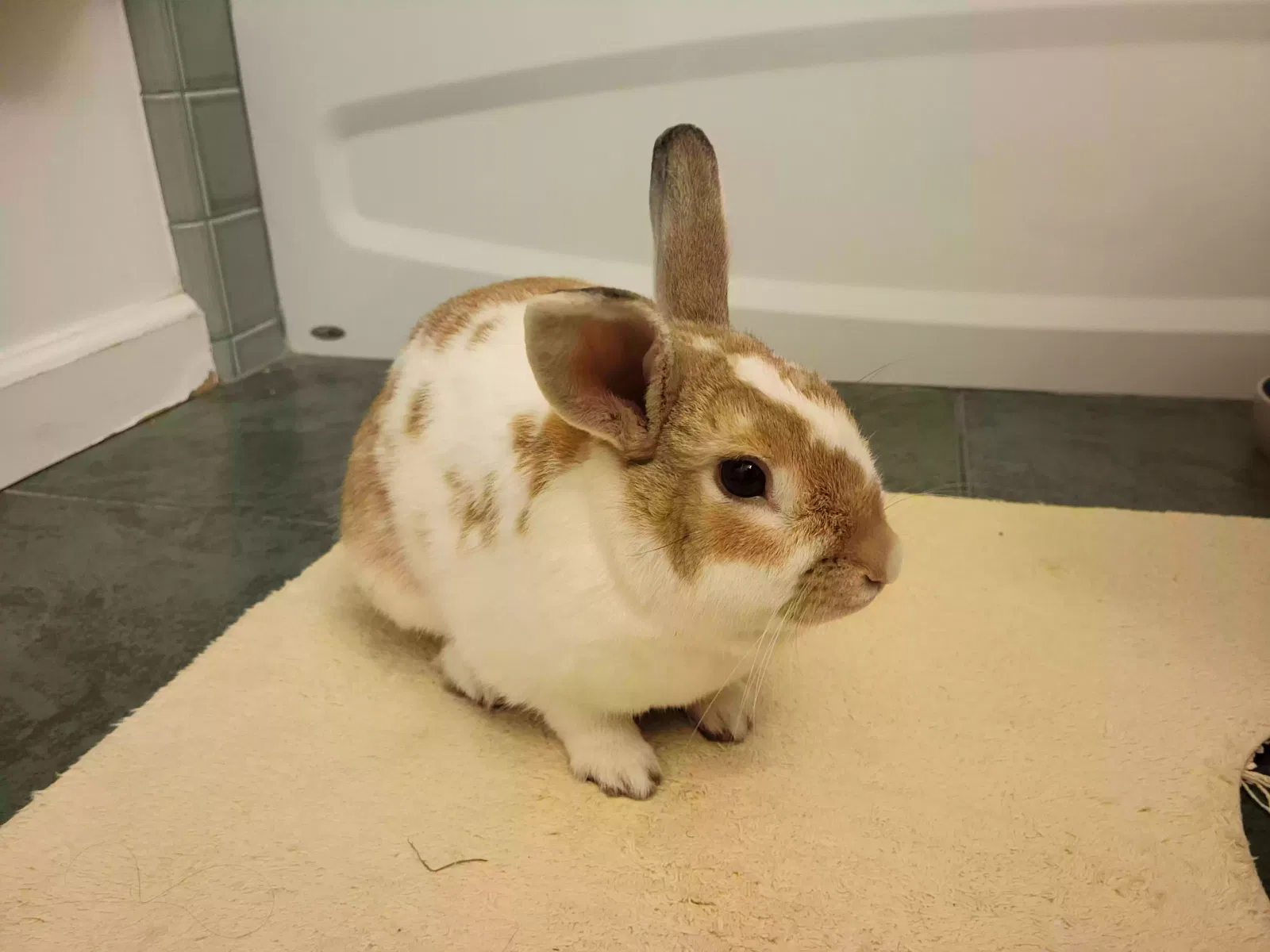 Found cat in San Jose, CA, 95117