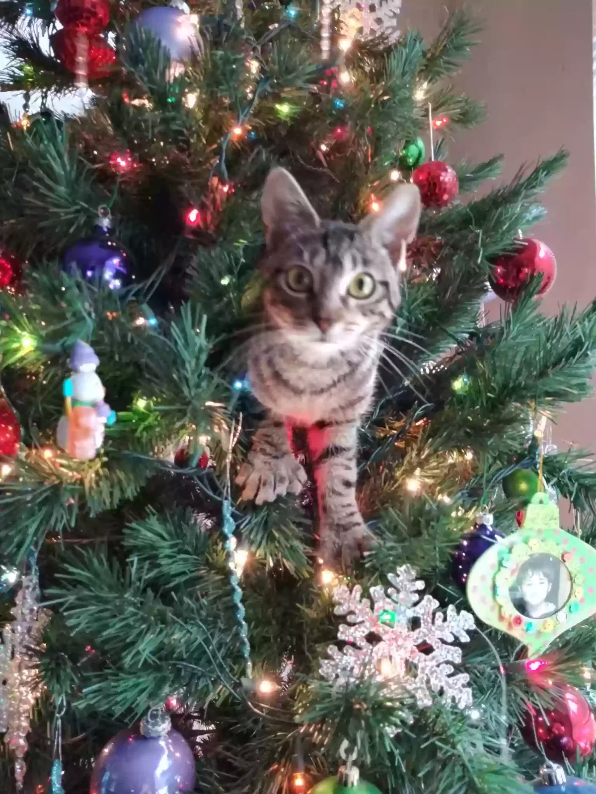 Lost cat in Spanaway, WA, 98387