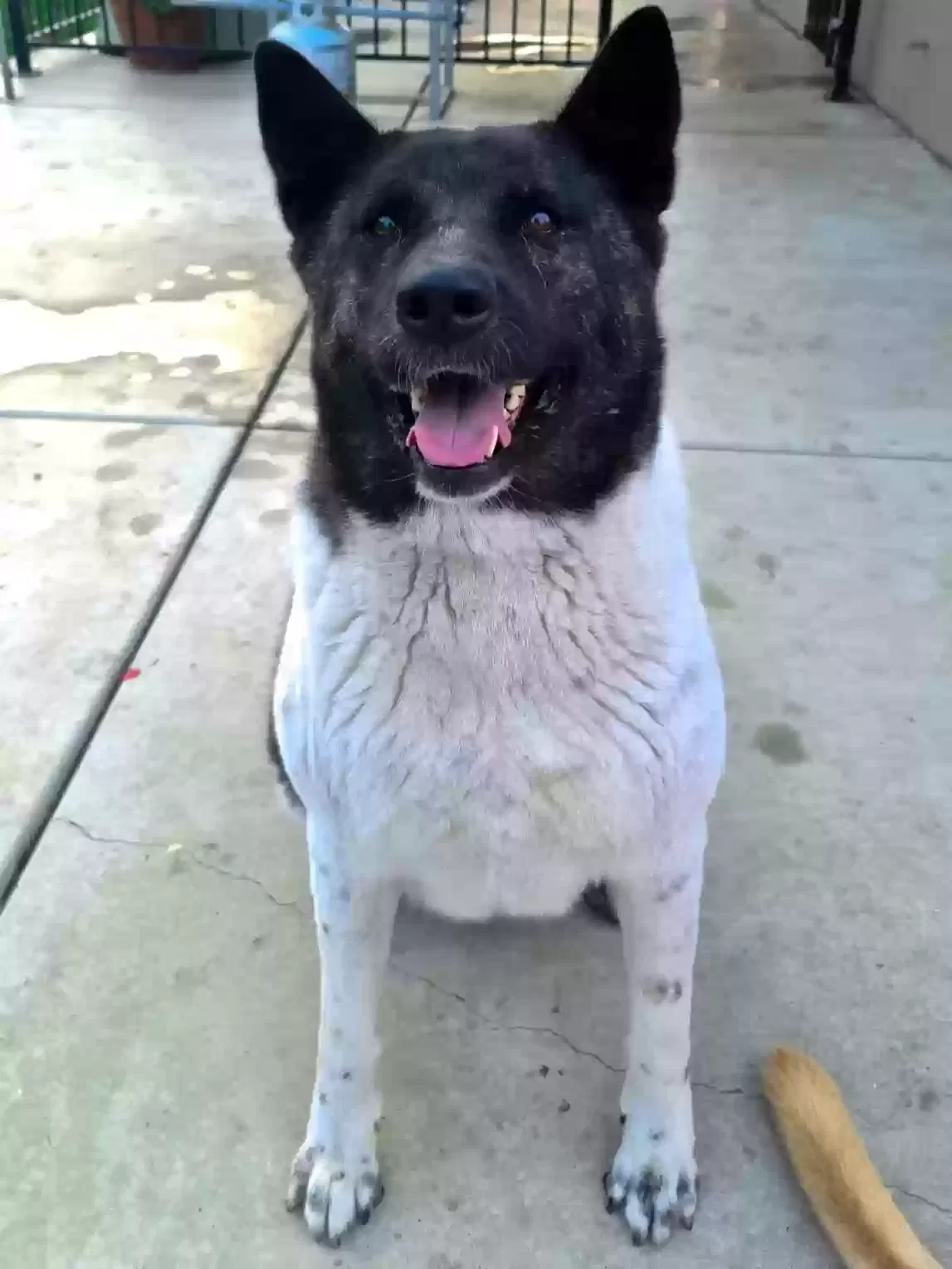 Lost dog in Rialto, CA, 92376
