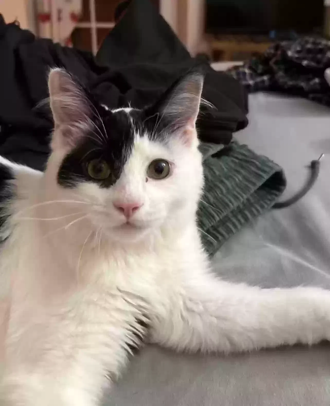 Lost cat in Chapel Hill, NC, 27514