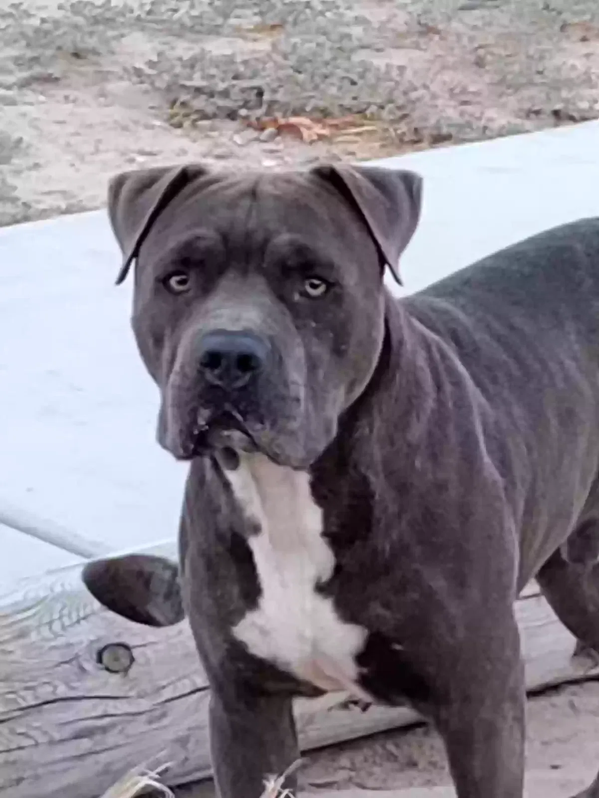 Found dog in Thermal, CA, 92274