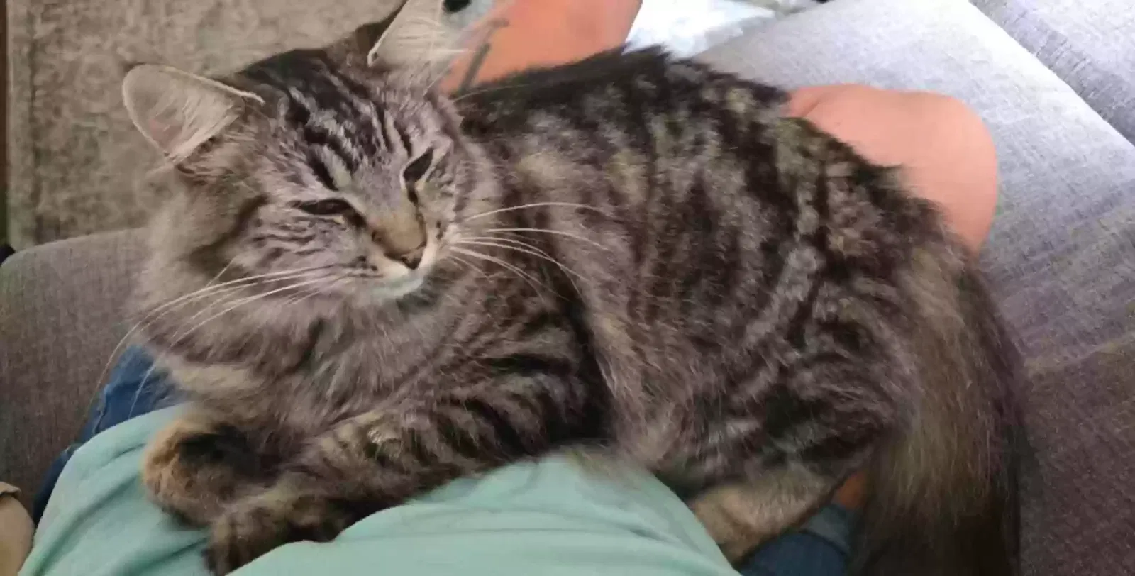 Lost cat in Portland, OR, 97230