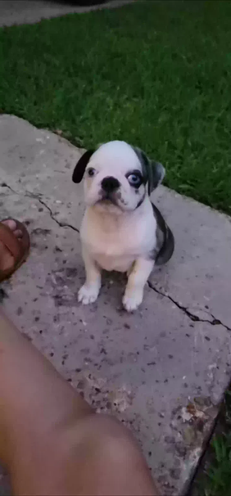 Lost dog in Conroe, TX, 77385