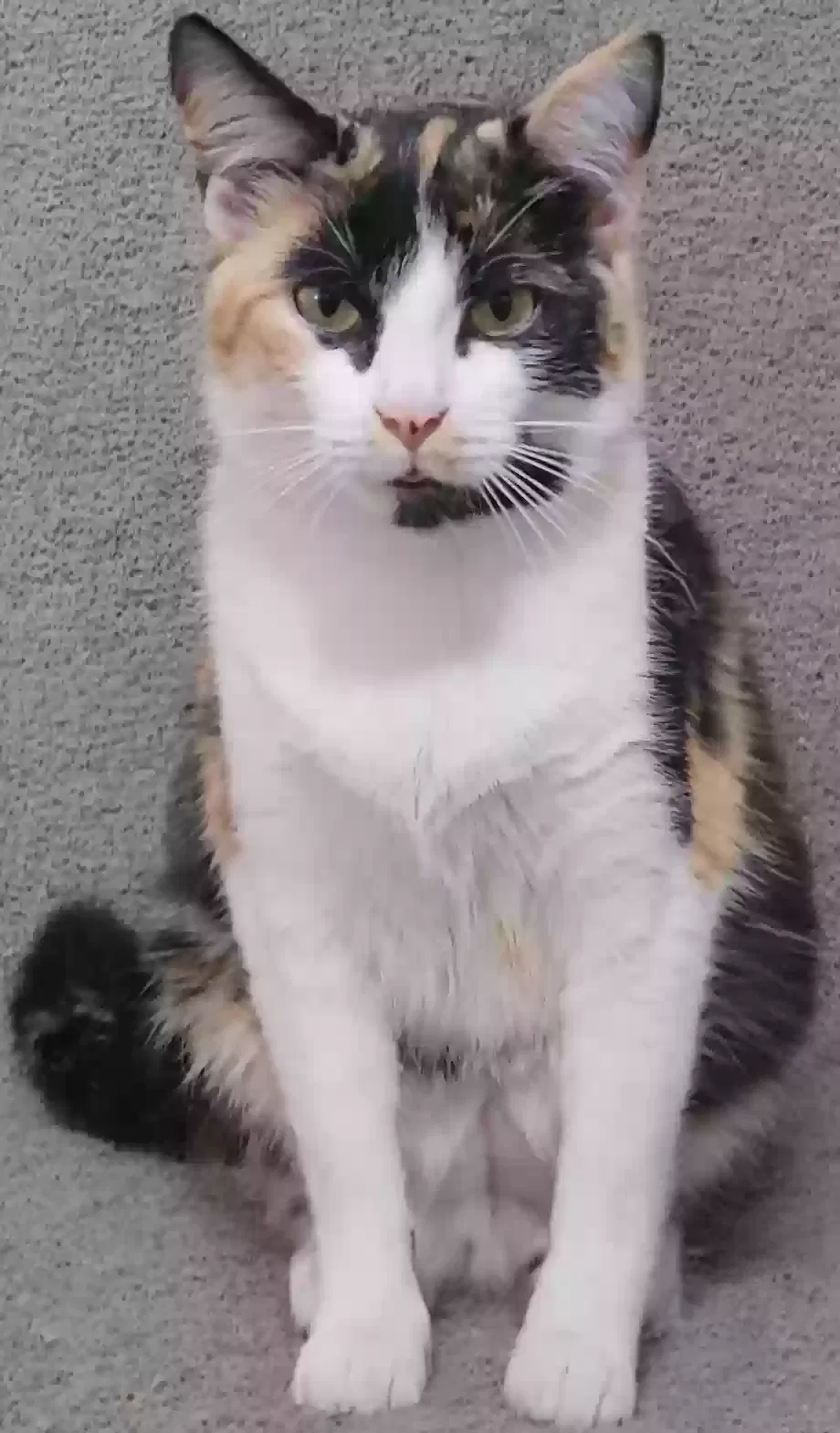 Lost cat in Jeffersonville, IN, 47130