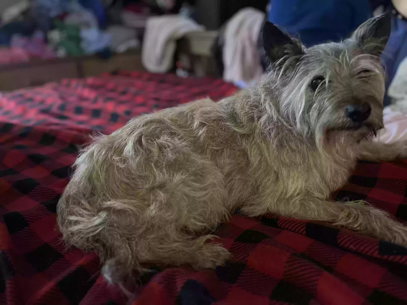 Lost dog in Freedom, PA, 15042