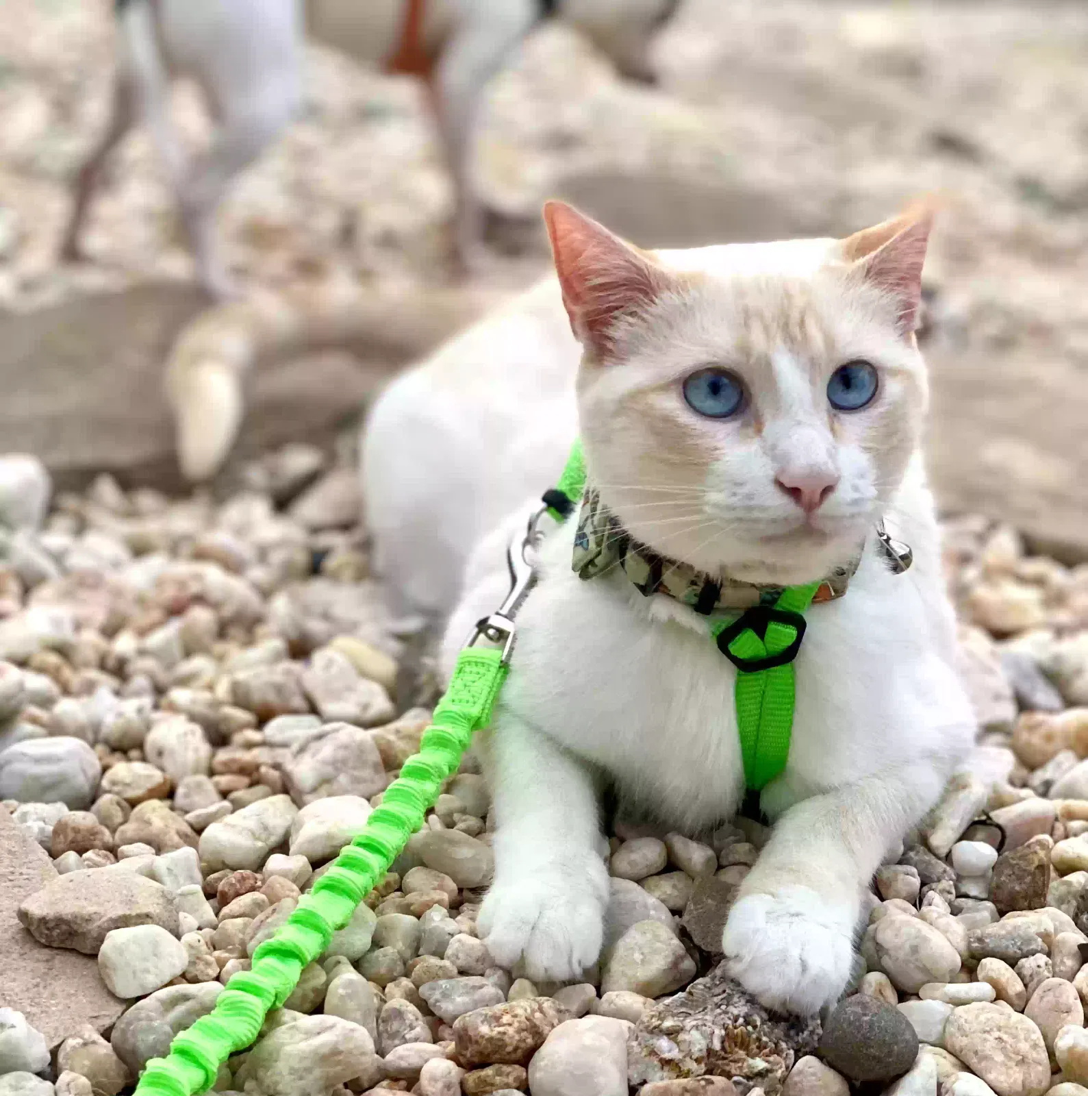Lost cat in Christiana, PA, 17509