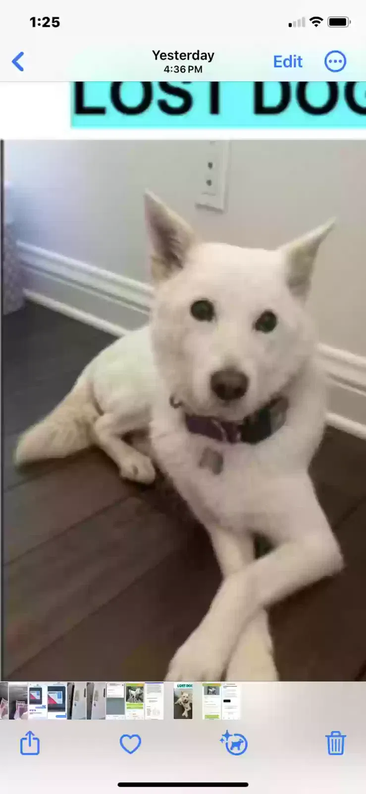 Lost dog in Los Angeles, CA, 90025