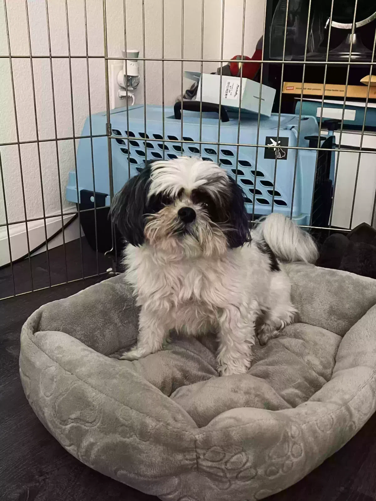 Lost dog in Sacramento, CA, 95823