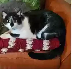 Lost cat in Windsor, CA, 95492