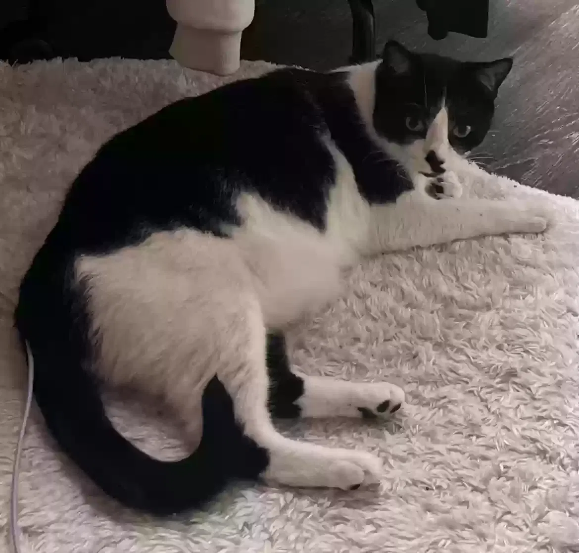 Lost cat in Brooklyn, NY, 11235