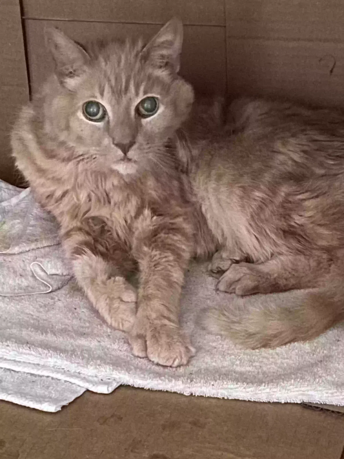 Lost cat in North Ridgeville, OH, 44039