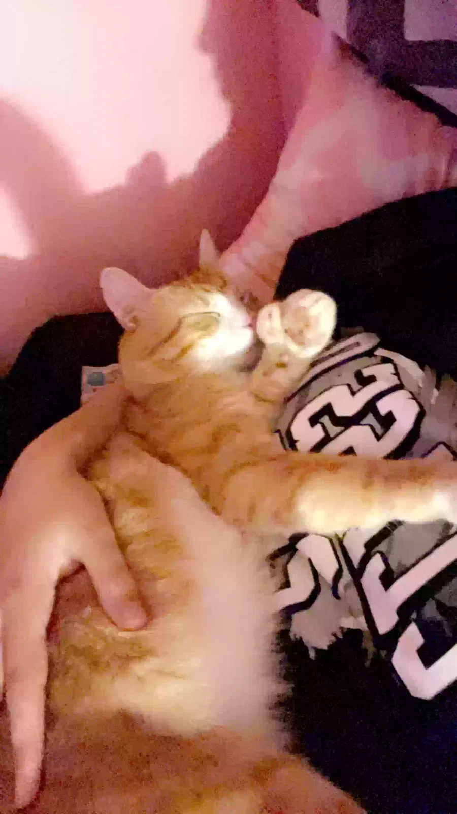 Lost cat in Hope Valley, RI, 2832