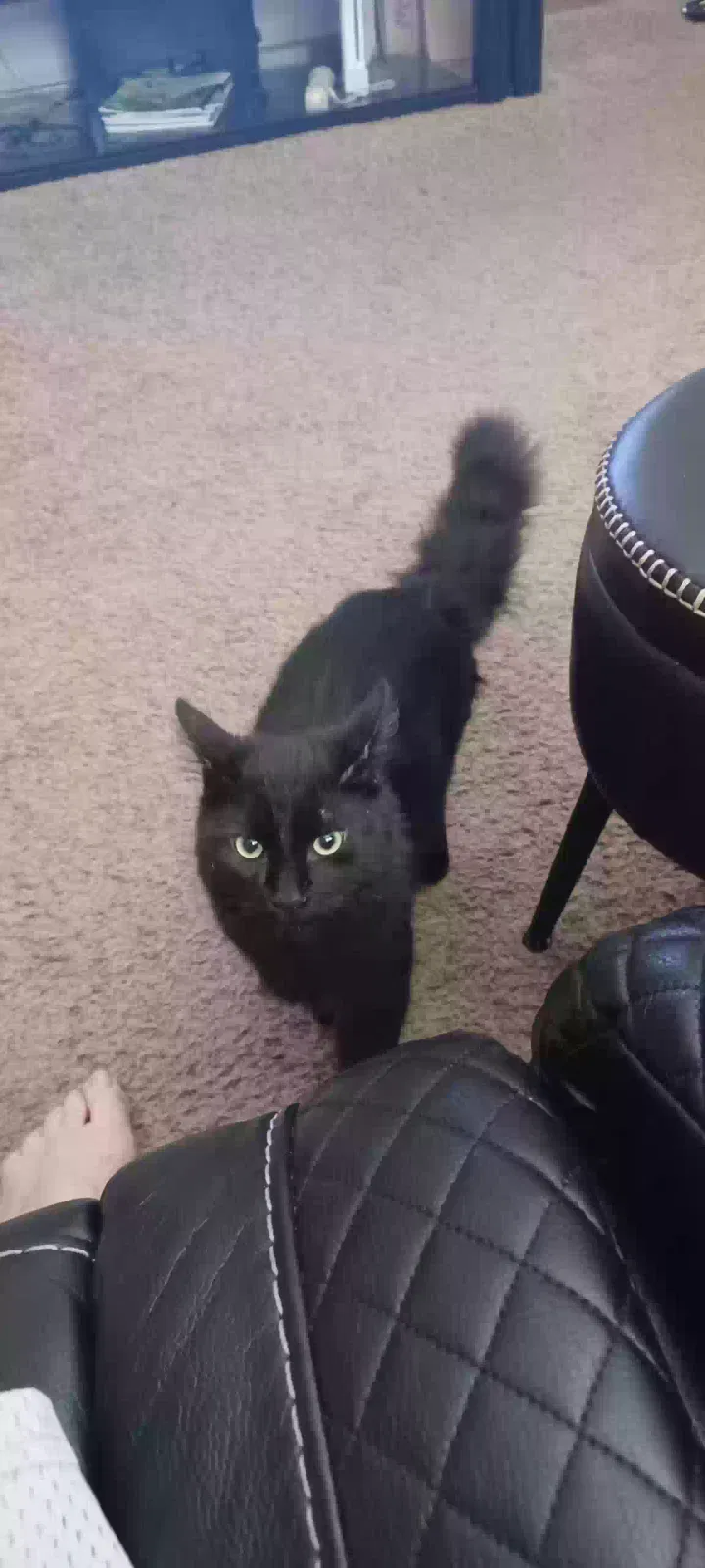 Lost cat in Kansas City, MO, 64117