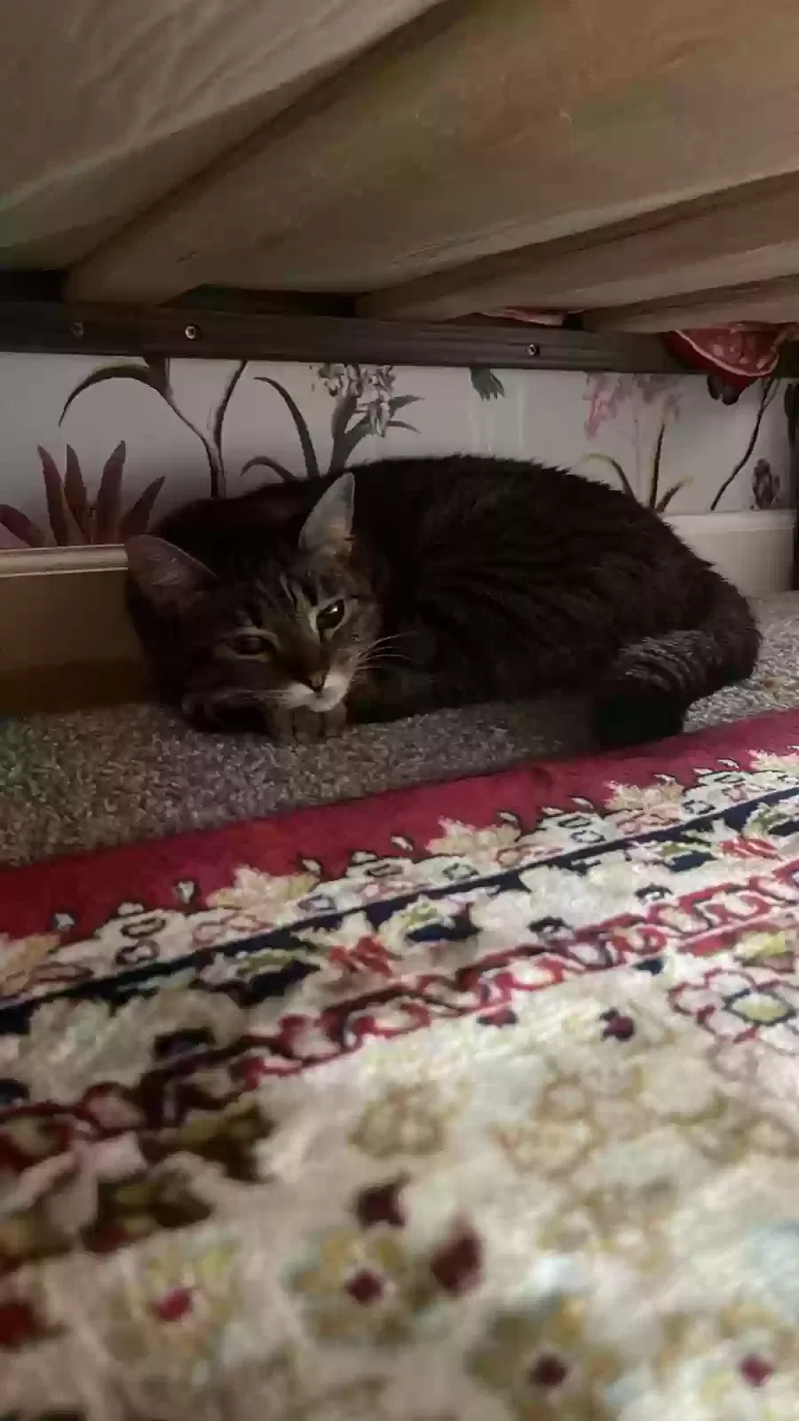 Lost cat in Saint Paul, MN, 55124